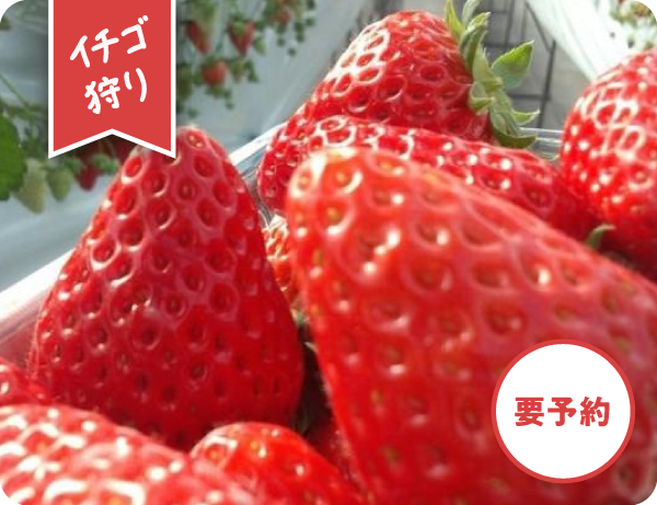 いちご狩り/いちご販売